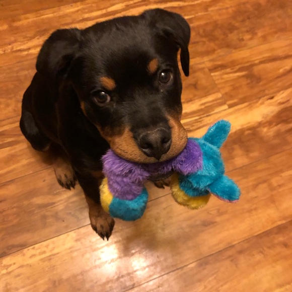 ❤️WHY YOU FOLLOW & SHARE 🐶❤️New listing Comments or chat♥️See 2nd Slide❤️ - Picture 9 of 17